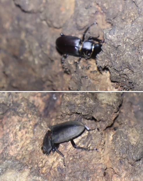 団地前のクヌギ_正面ｰ樹液枯渇寸前_コクワガタ  2021年８月２８日 19時5分頃 気温28度